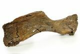 Hadrosaur (Brachylophosaurus?) Humerus - Judith River Formation #288083-2